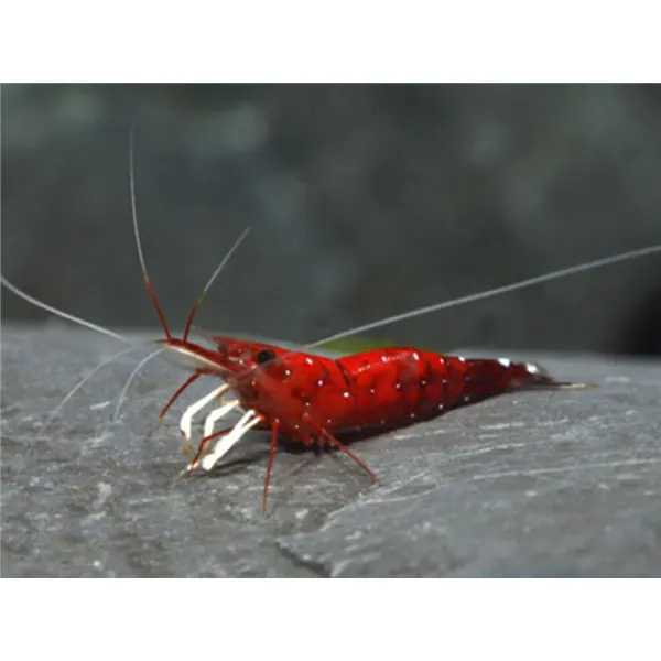 Caridina sp. Cardinal