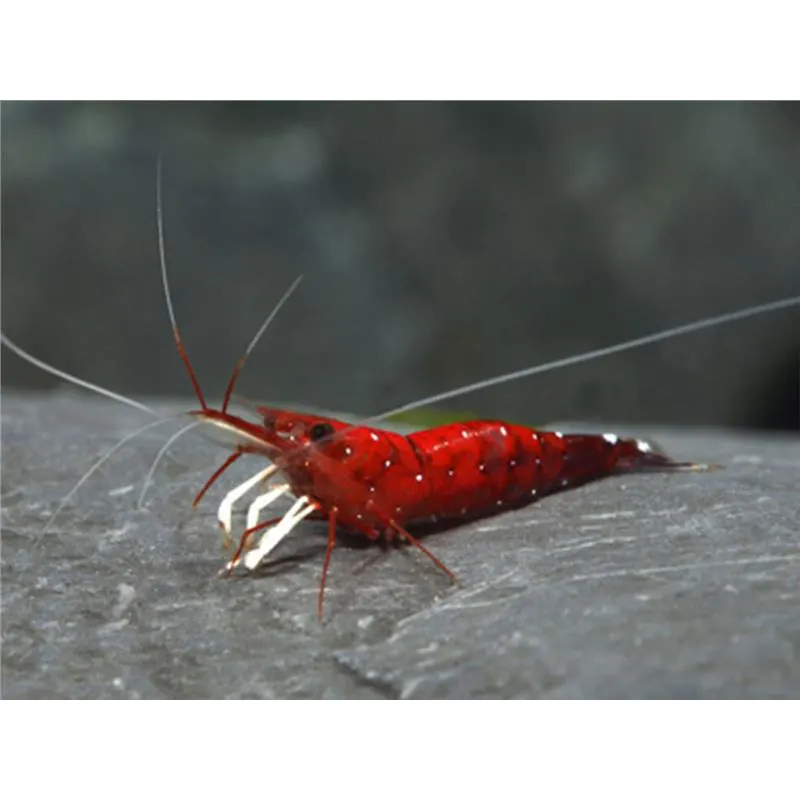 Caridina sp. Cardinal