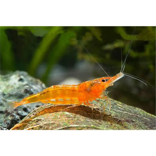 Caridina sp. Orange shrimp