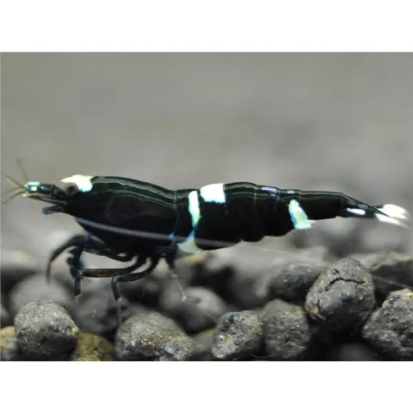 Caridina Taiwan bee King Kong