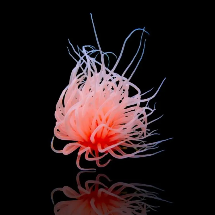 Cerianthus membranaceus Orange