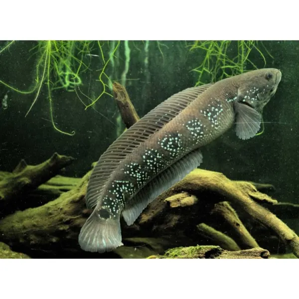 Channa asiatica 'Chinese Snakehead'