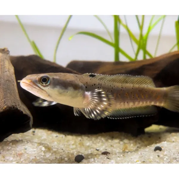 Channa pulchra (Red spotted snakehead fish)