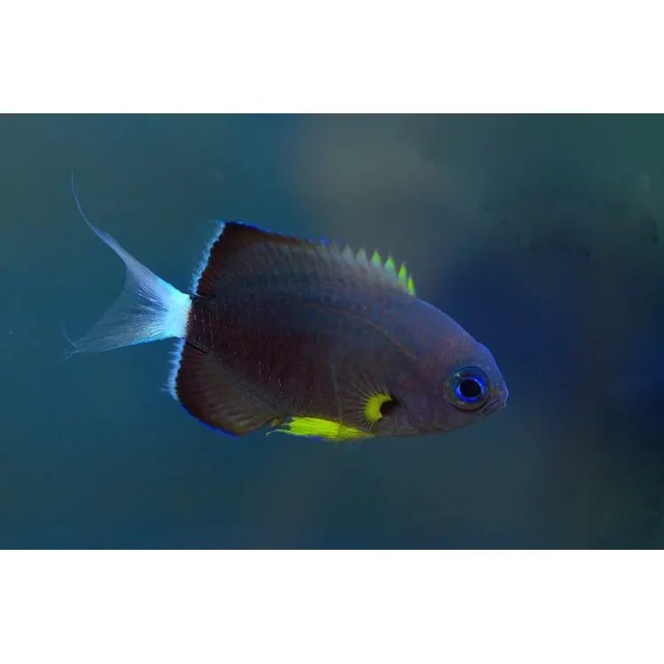 Chromis leucura