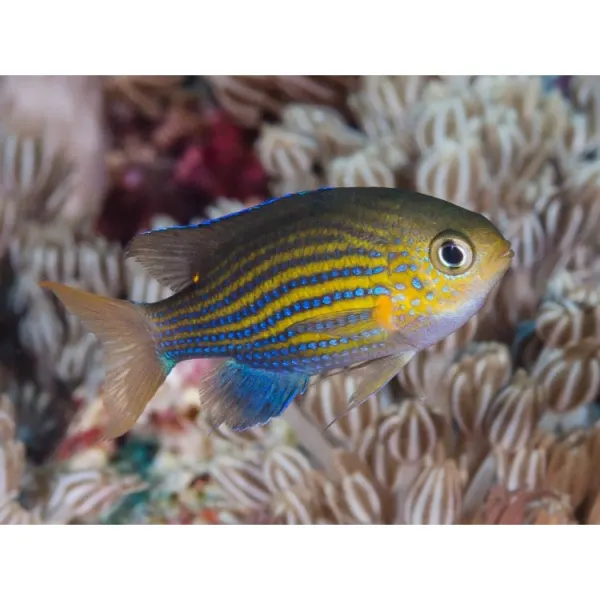 Chromis lineata Lined chromis