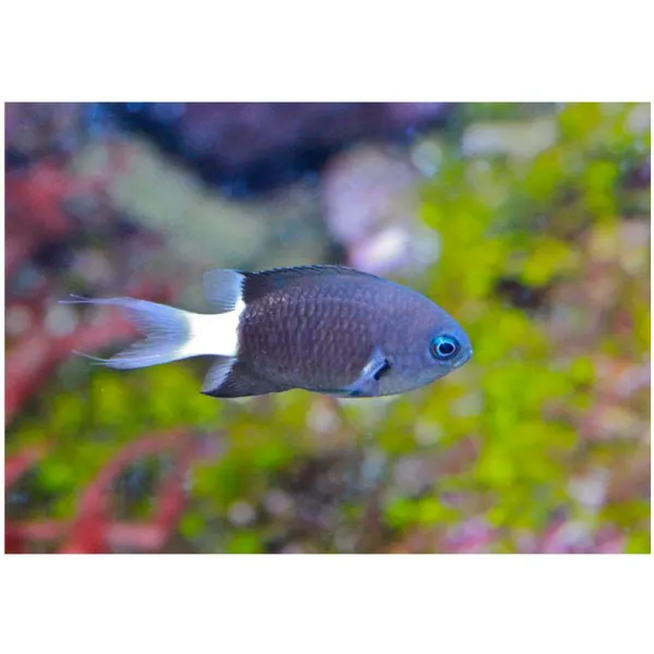 Chromis margaritifer