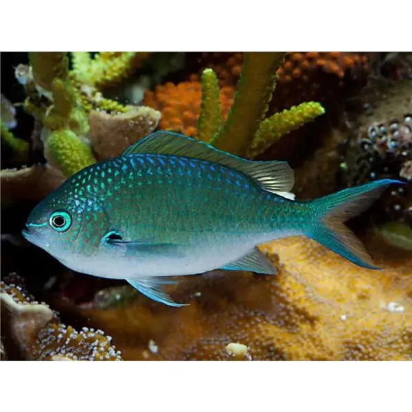 Chromis viridis (Blue Green Damsel)