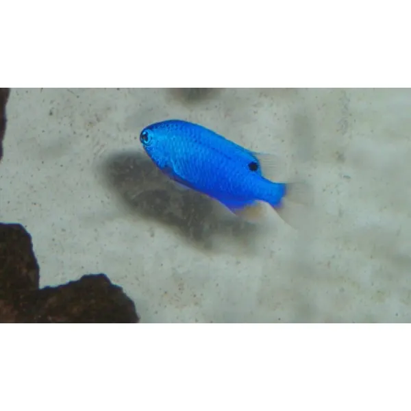 Chrysiptera cyanea Blue Devil Damsel