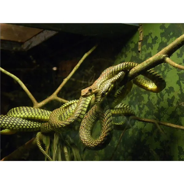 Chrysopelea paradisi