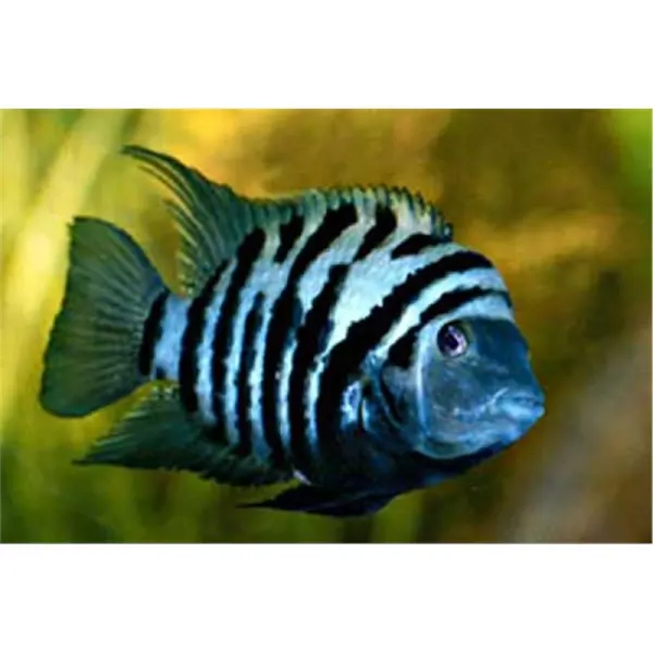 Cichlasoma nigrofasciatum