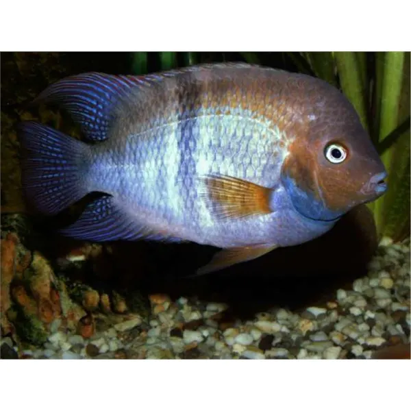 Cichlasoma sajica