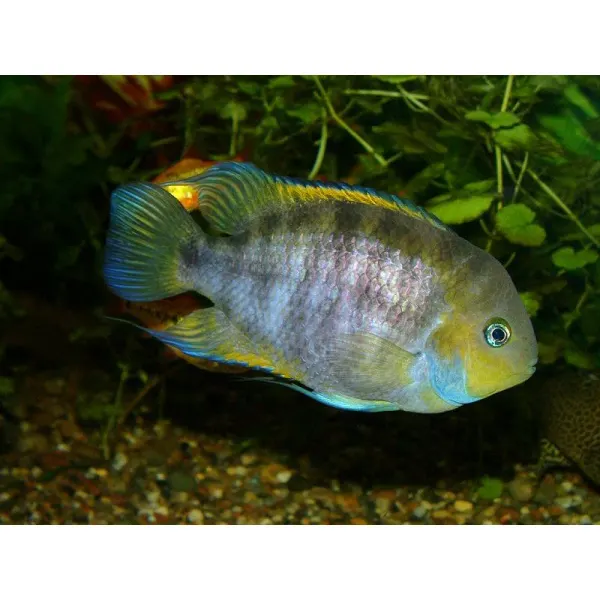 Cichlasoma sajica gold