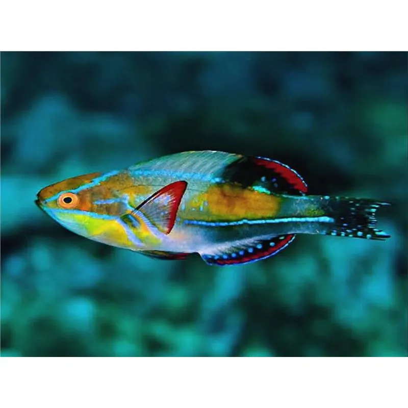 Cirrhilabrus exquisitus M