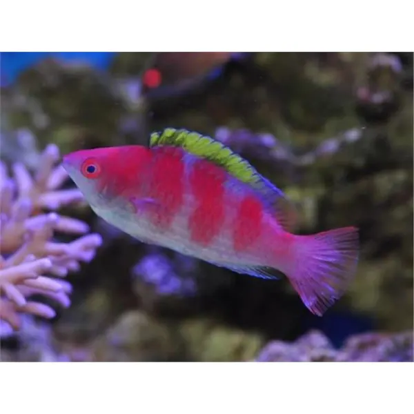 Cirrhilabrus flavidorsalis