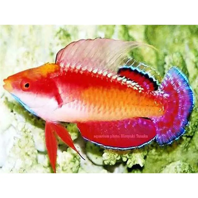 Cirrhilabrus tonozukai (Tono's Fairy Wrasse)