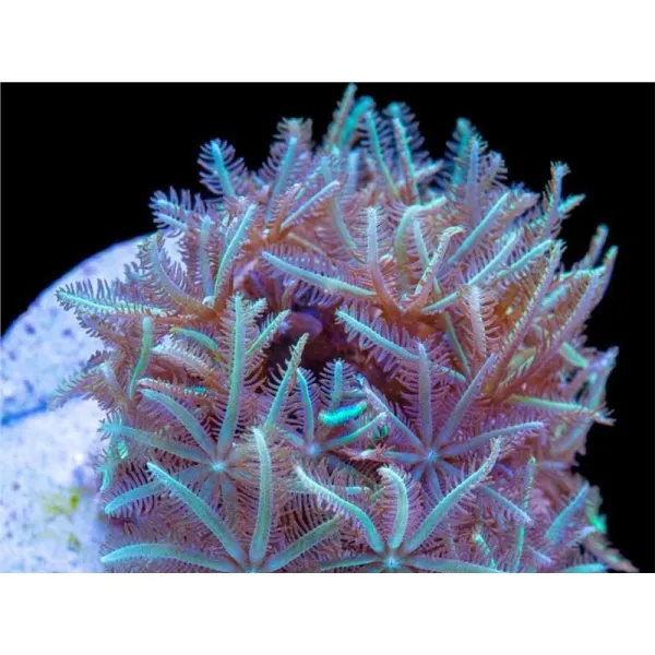 Clavularia green