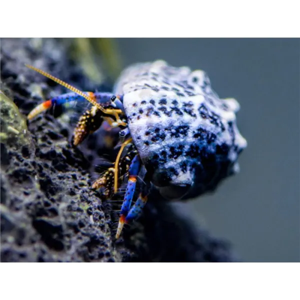 Clibanarius tricolor Blue-legged hermit crab