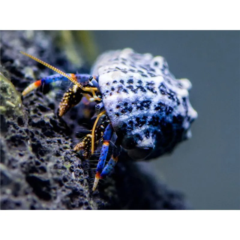 Clibanarius tricolor Blue-legged hermit crab