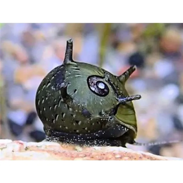 Clithon sp. Thorn