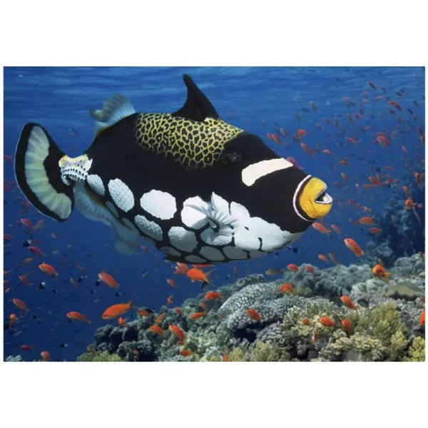 Clown triggerfish