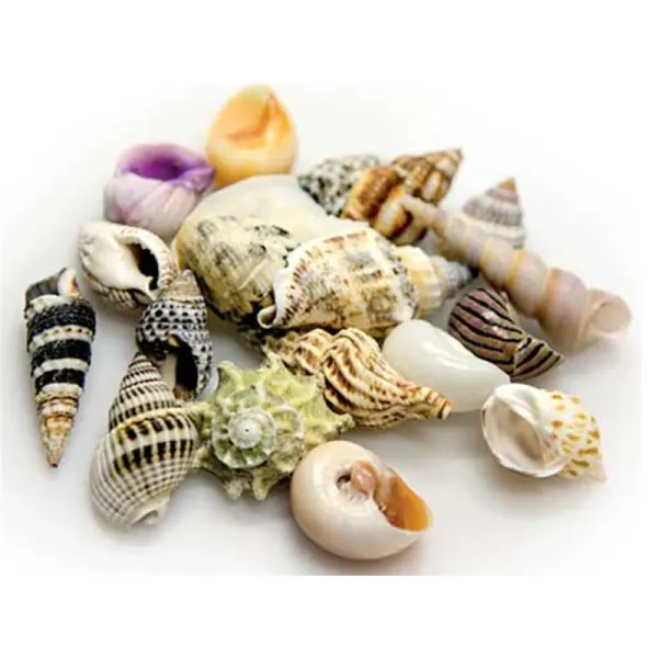 Cochilii Hobby Sea Shells Set S 20buc