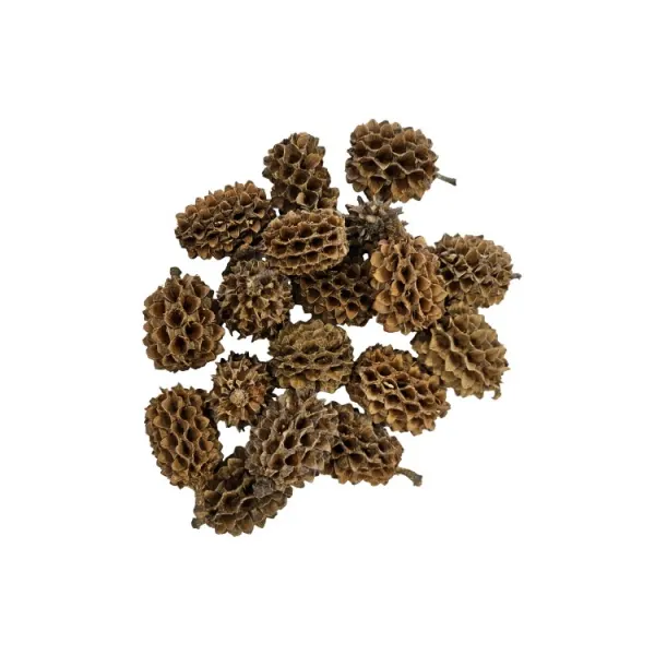 Conuri Casuarina Hobby 25buc