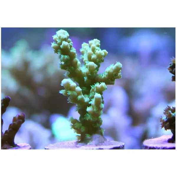 Coral Acropora sp. Frag Green
