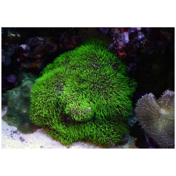 Coral Briareum sp. verde