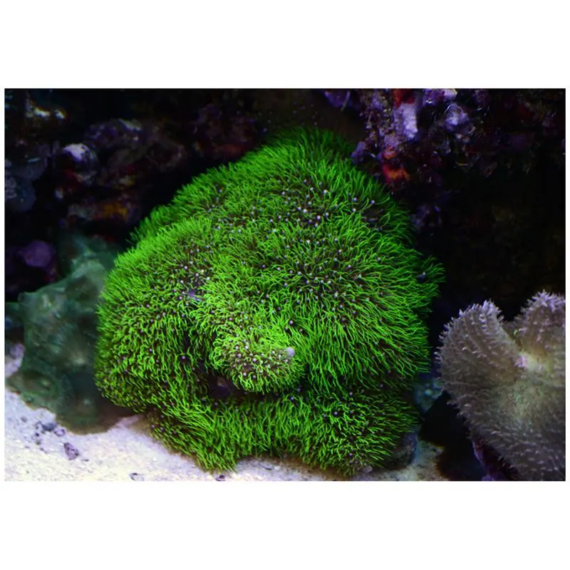 Coral Briareum sp. verde FRAG M