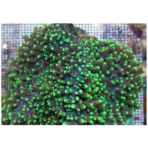 Coral Ciuperca Rhodactis (verde metalic)