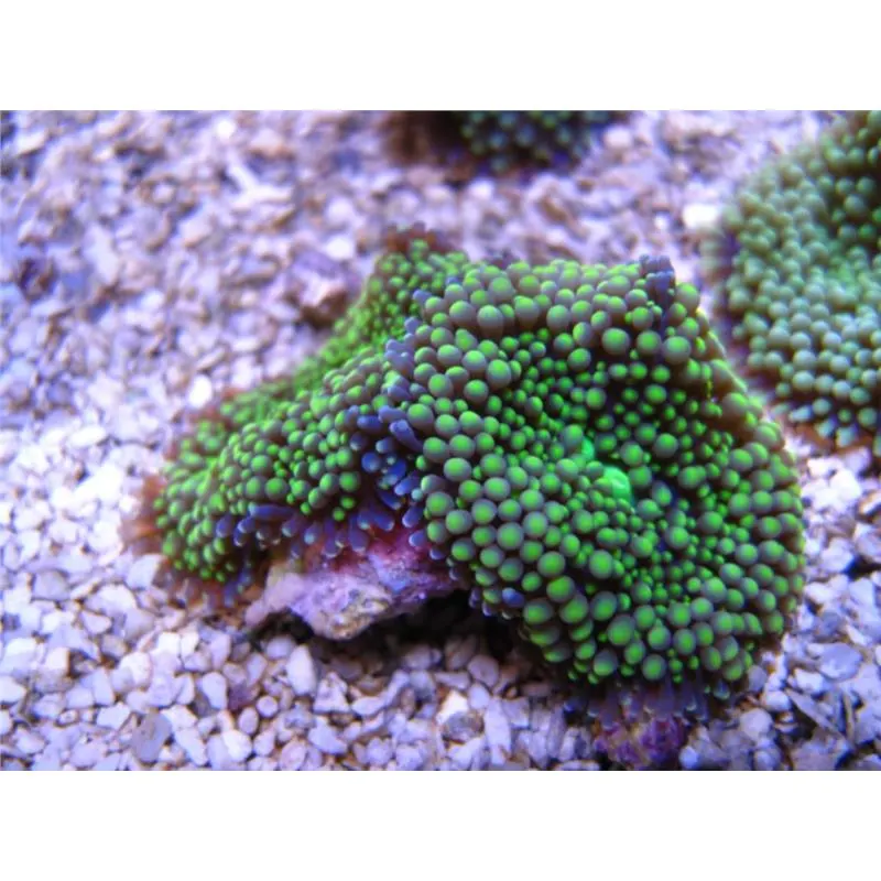 Coral Ciuperca Ricordea Florida