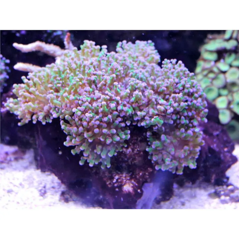 Coral Euphyllia divisa M/L