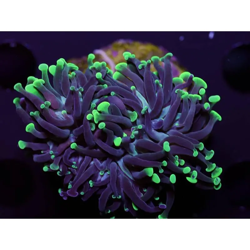 Coral Euphyllia paraancora FRAG