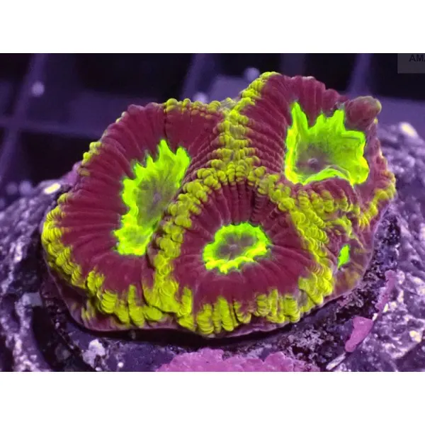Coral Favites sp. FRAG