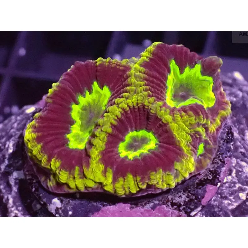 Coral Favites sp. FRAG