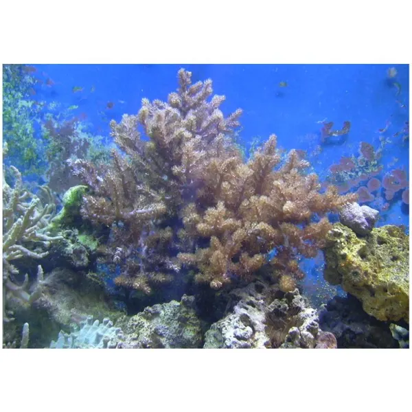 Coral Kenya Tree Capnella sp.