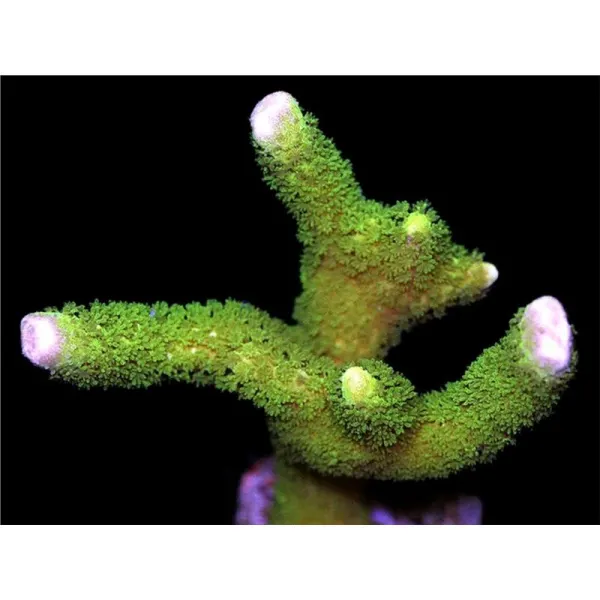 Coral Montipora digitata green