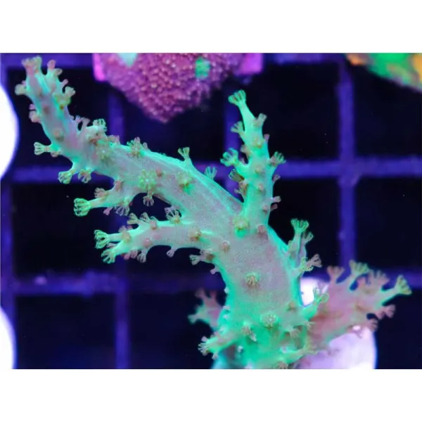 Coral Sinularia super green- Frag M