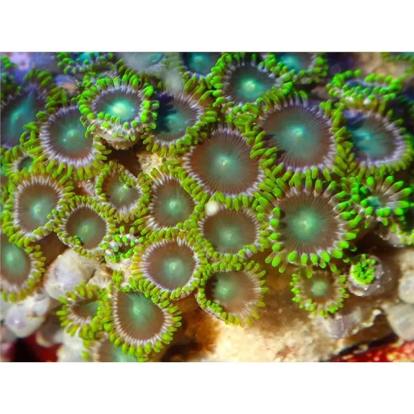 Coral Zoanthus mix color - aquaculture M