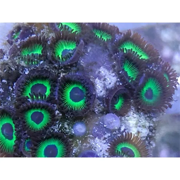 Coral Zoanthus sp. Mean Green -  frag