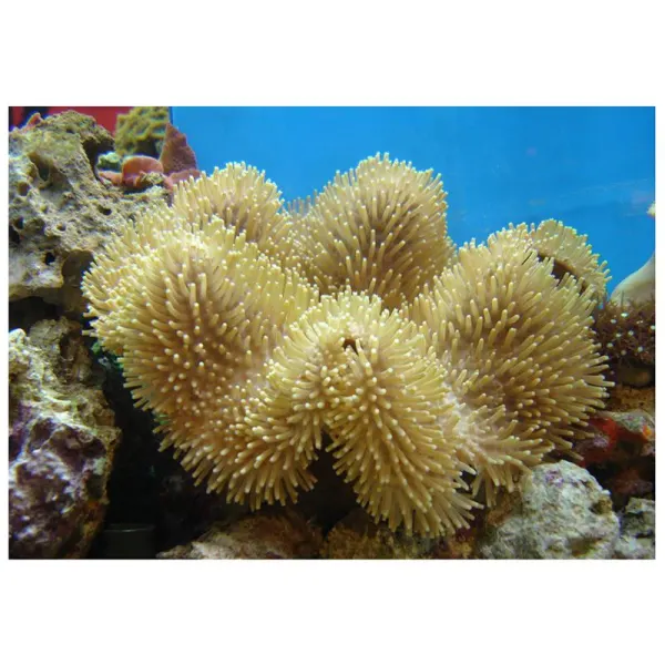 Corali ciuperca Sarcophyton sp. FRAG