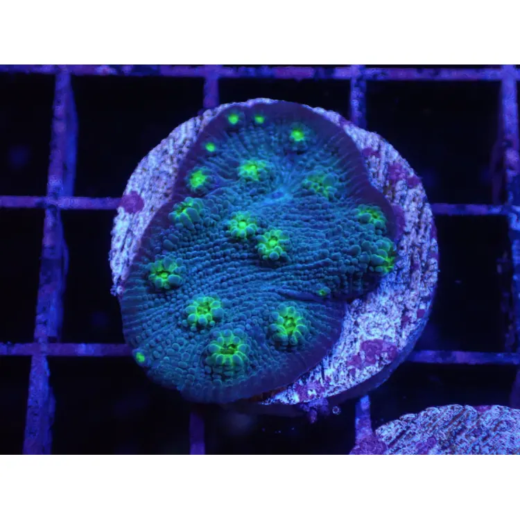 Corali Echinophyllia chalice hollywood stunner- frag