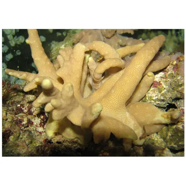 Corali Lobophytum sp.