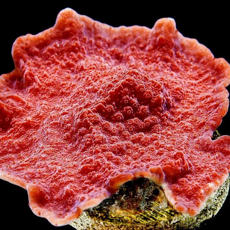 Corali Montipora cu polipi rosii