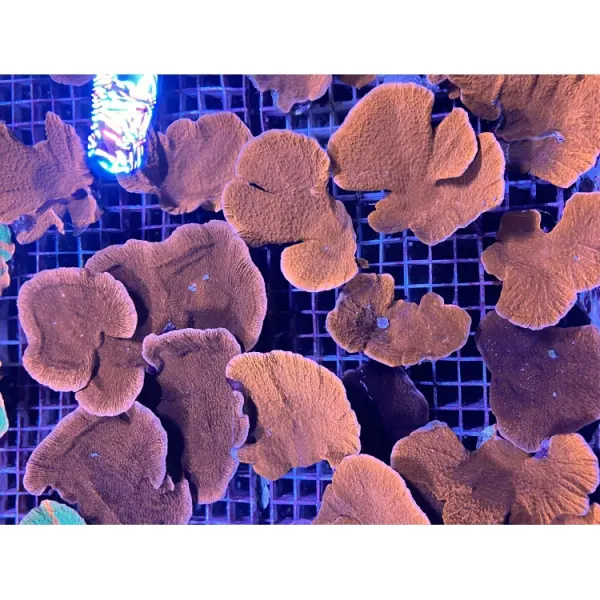 Corali Montipora SP. frag. rosu S