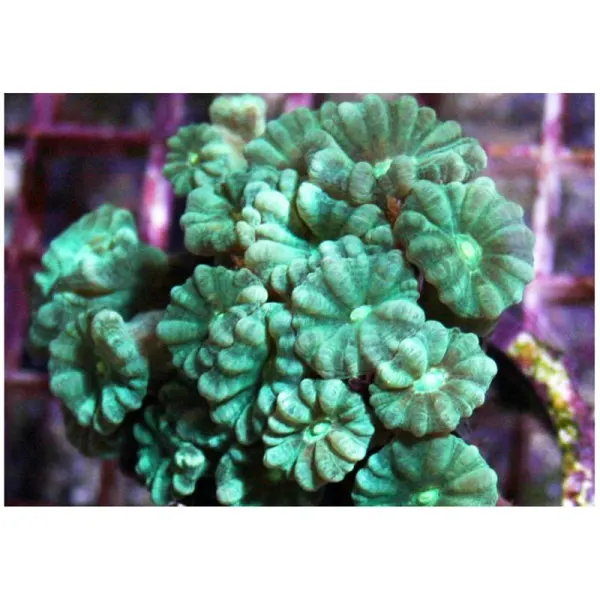 Corali Pectinia sp. (verde metalic)