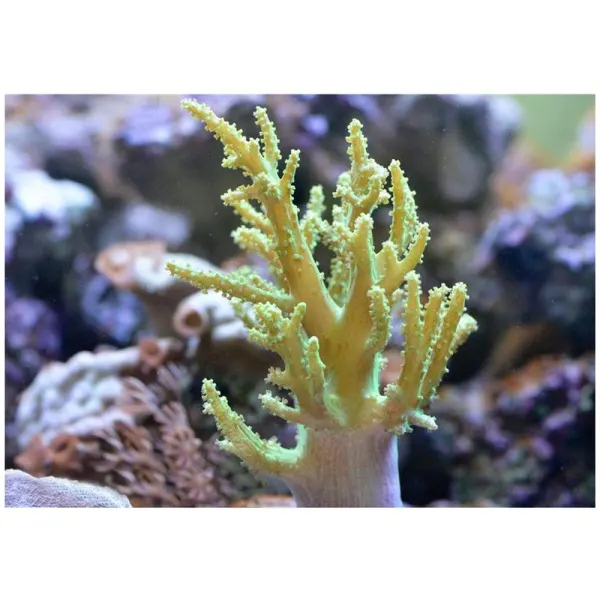 Corali Sinularia sp. Finger leather