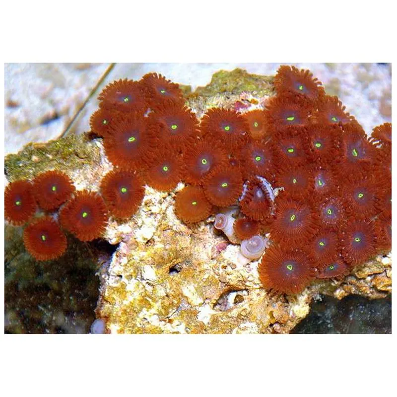 Corali Zoanthus sp. Red
