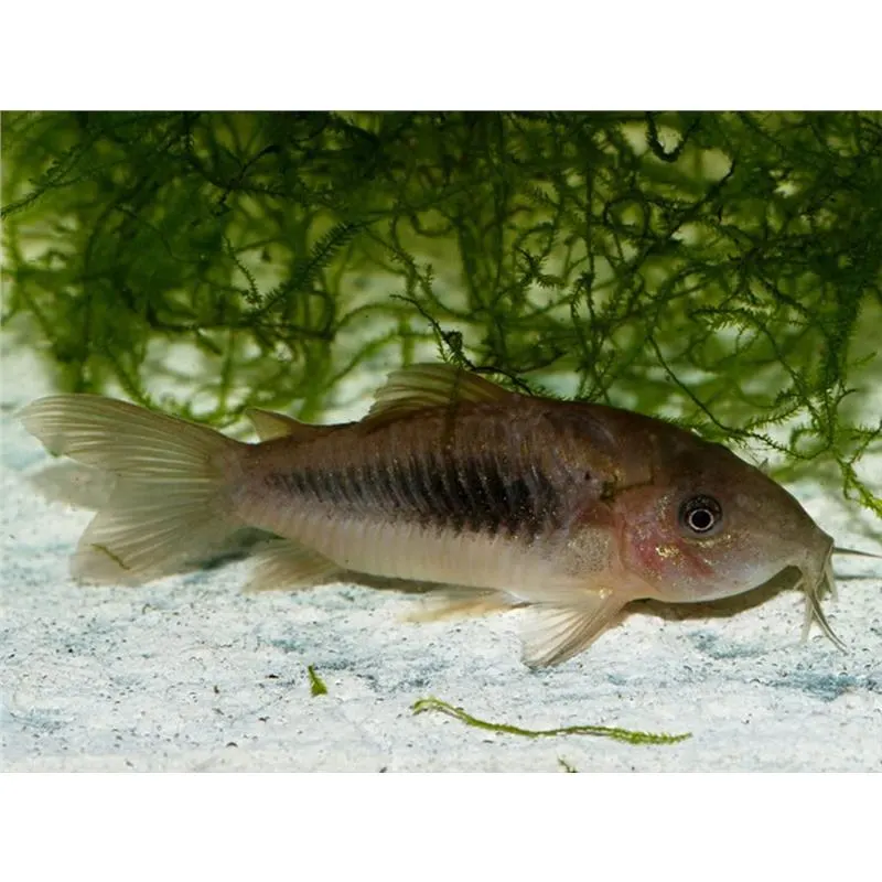 Corydoras Aeneus 'Bronze Corydoras'