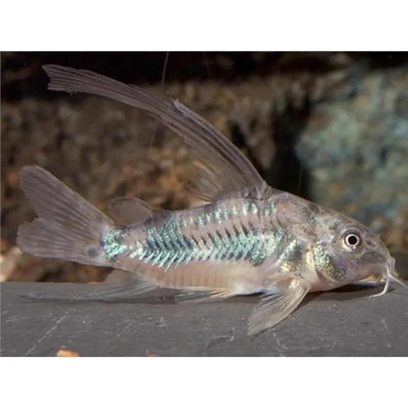 Corydoras aeneus long fin 'Bronze Catfish'